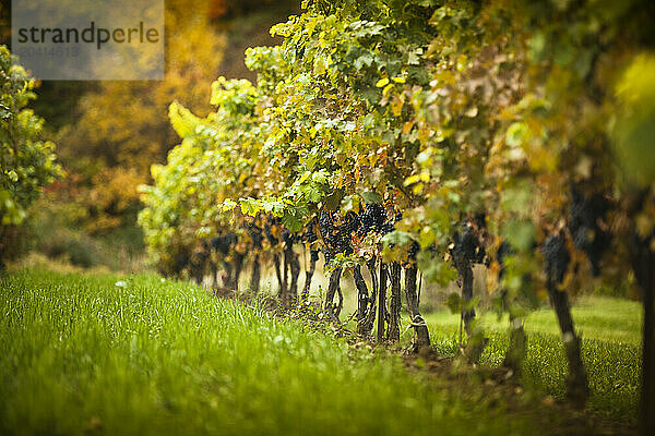 Vineyard field and ripe grape crops in wine country