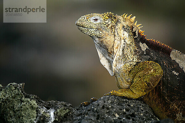 Iguana  Conolophus subcristatus  Plazas Norte island