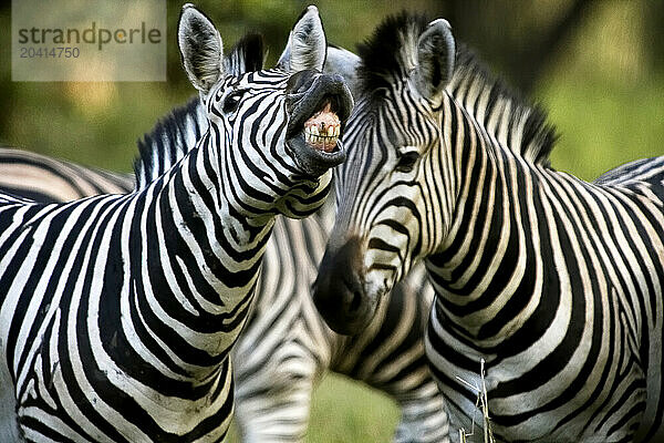 Zebra showing its teeth  Equus quagga  Malawi  Africa.