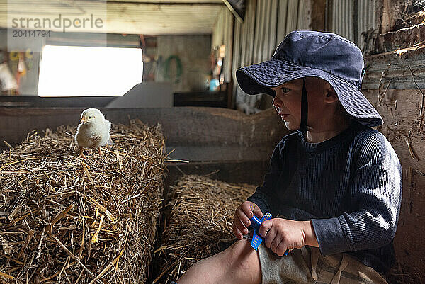 Young boy in barn watching a small chick on hay