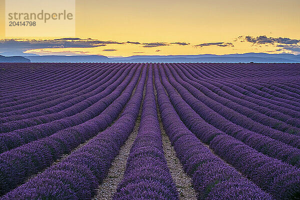 Rows of purple lavender in height of bloom in early July in a field on the Plateau de Valensole at sunset