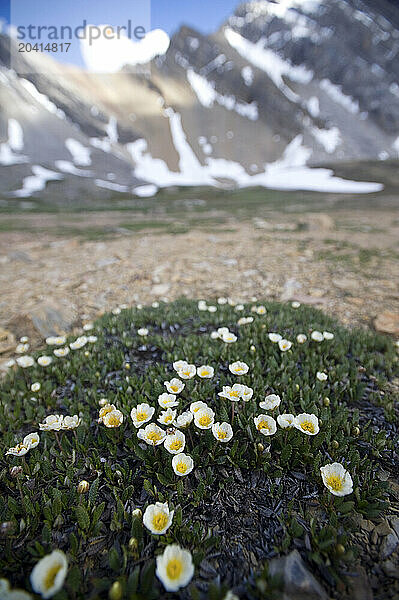 Alpine flowers  white Mountain Avens  Dryas octopetala in shallow focus framed against peaks in Banff National Park on 7/2/2010