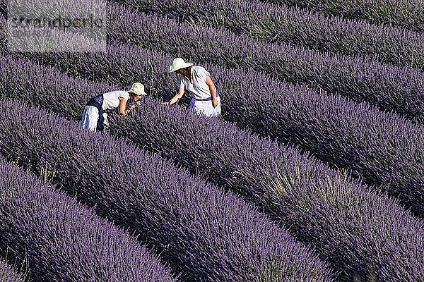 Lavender fields. Guadalajara  Spain.