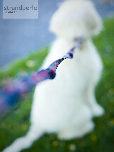 golden doodle puppy on leash