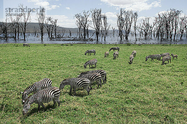 A herd of zebra graze a green field with a flooded forest surrou