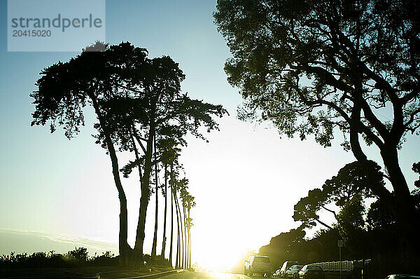 Tree lined street at sunset in coastal California