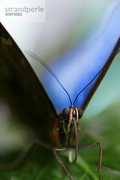 A close up macro photograph of a Blue Morph butterfly.