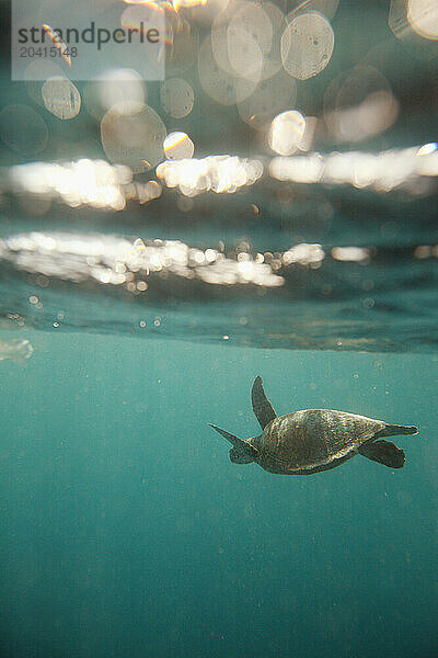 A split level view of a Sea Turtle swimming underwater near Lady Elliot Island in the Great Barrier Reef  Australia