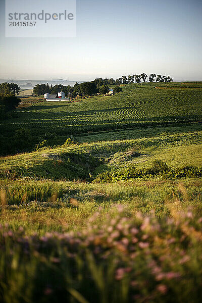 An Iowa farm in the summer