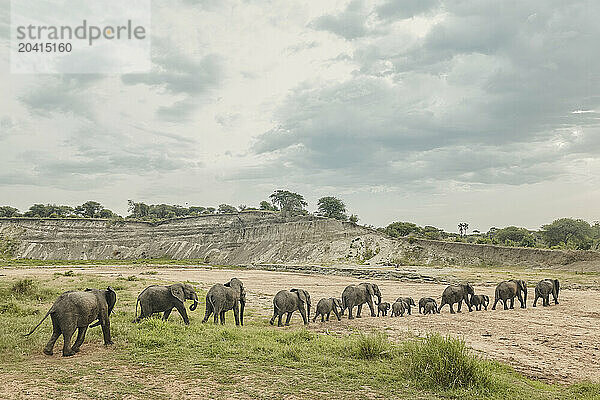 A large herd of elephant crosses a dry river bed  continuing a l