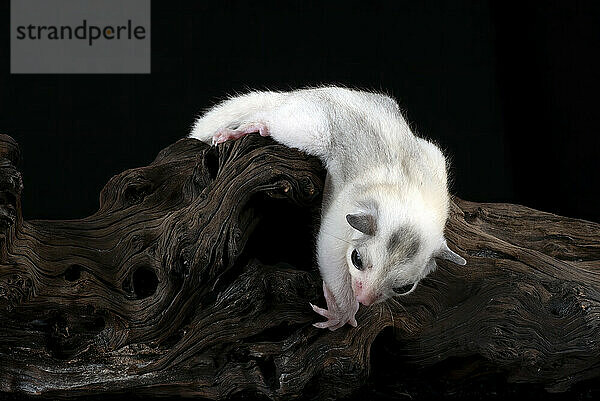 Sugar glider ( Petaurus breviceps ) on tree branch