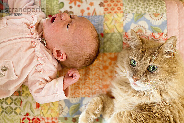 Top down view of a newborn baby and an orange Maine Coon Cat on a blanket in a home.