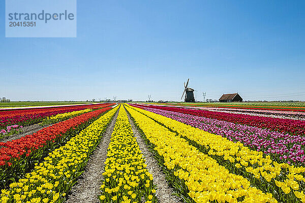 Windmill Polder Mill With Colorful Tulip Field In Schermerhorn  North Holland