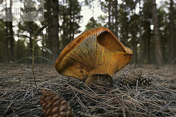 Saffron milk cap  Saffron milkcap  Echter Reizker  Blutreizker  Edelreizker  Lactarius deliciosus  Lectaria deliciosa