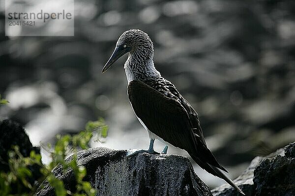 Blue-footed booby  Sula nebouxii  Santa Fe island