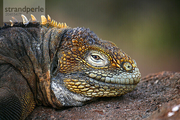 Iguana  Conolophus subcristatus  Plazas Sur