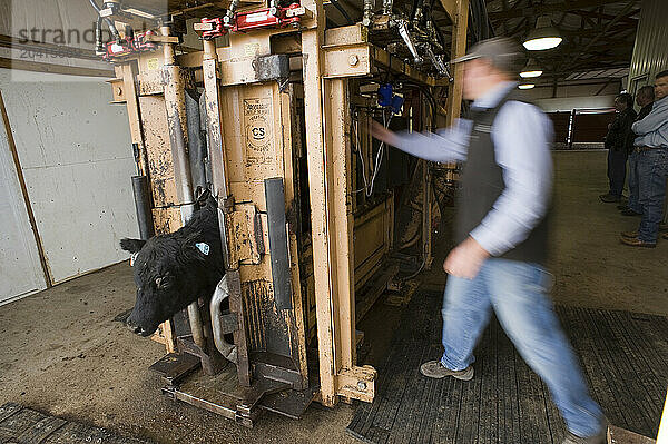 Meat Packing: The manager of the family feed lot