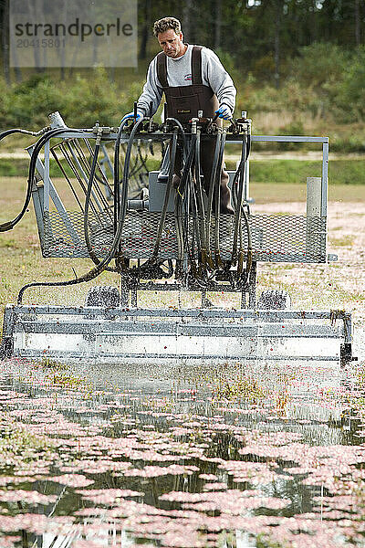 A man operates a harvester at a cranberry bog in Harwich  Massachusetts.