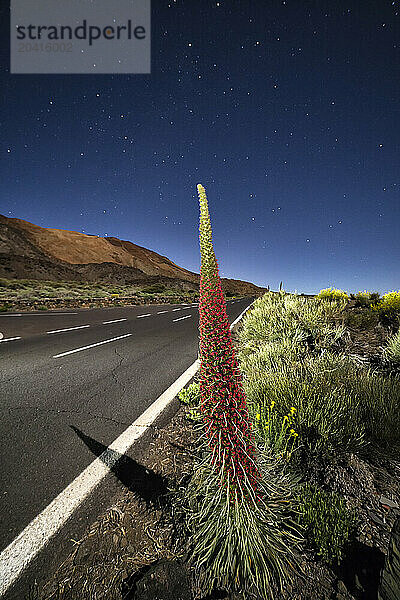 Tajinaste flowers unique to Tenerife  Mount Teide  Tenerife  Canary Islands