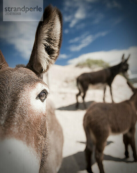 Donkeyes in Baja Mexico