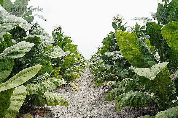 Rows of flowering tobacco plants