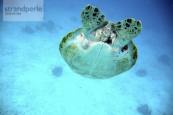 Underwater view of green sea turtle (Chelonia mydas)  Philippines