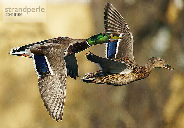 Male and female duck flying