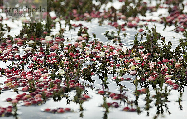 Detail shot of cranberries knocked off the vines by a harvester float to the top of the water's surface in Harwich  Massachusetts.