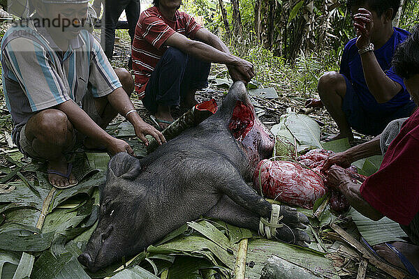 Men Dragging the skin of a dead boar during funeral slaughter in Tana Toraja