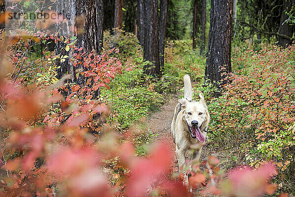 Dog running trail in Rattlesnake Mountains  Missoula  Montana  USA