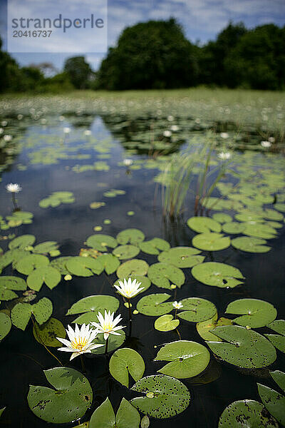 Water lily in Lake Anor  Orango National Park  Bijagos Islands  Guinea Bissau