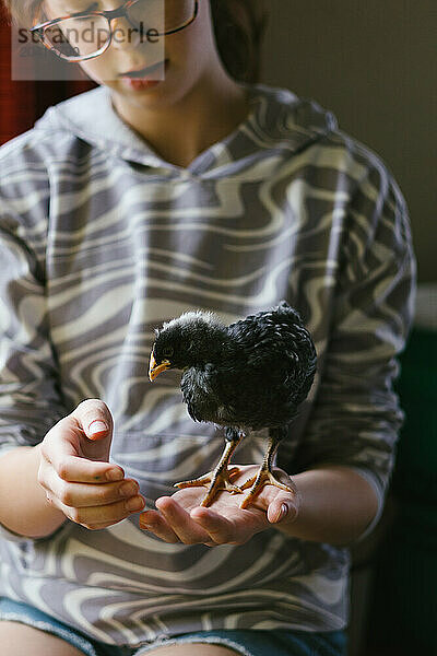 Pet baby chicken stands on hand of tween girl in home