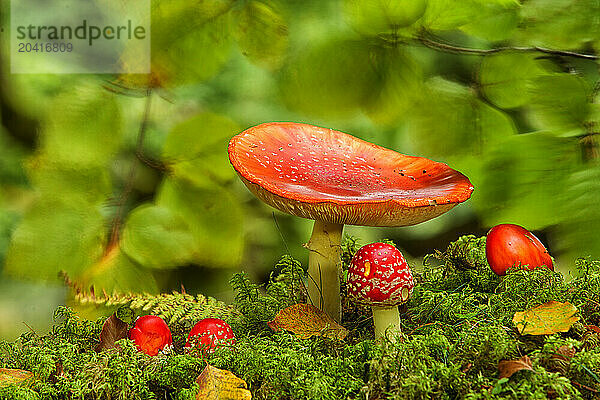 -Amanita muscaria-Gorbea Natural Park