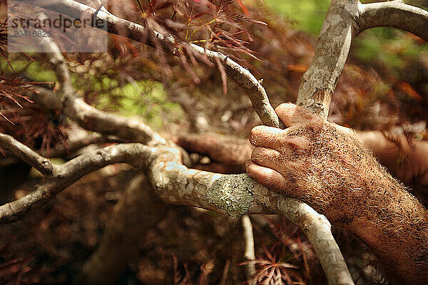 A man's hands work to transplant a tree.