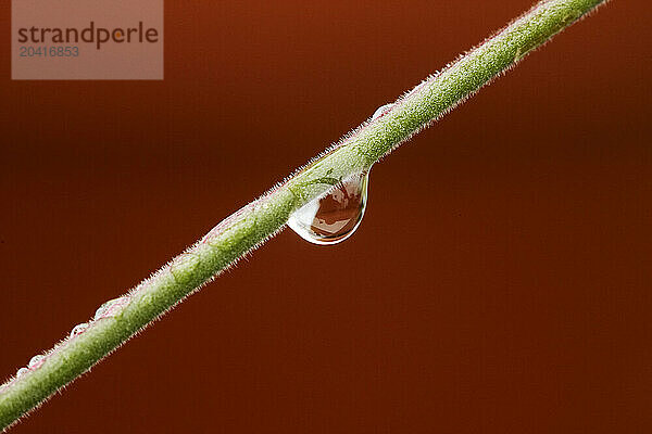 One droplet of water hanging on a stalk