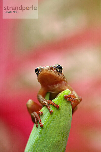 frog on a leaf in the Garamba National ParkDemocratic Republic of Congo