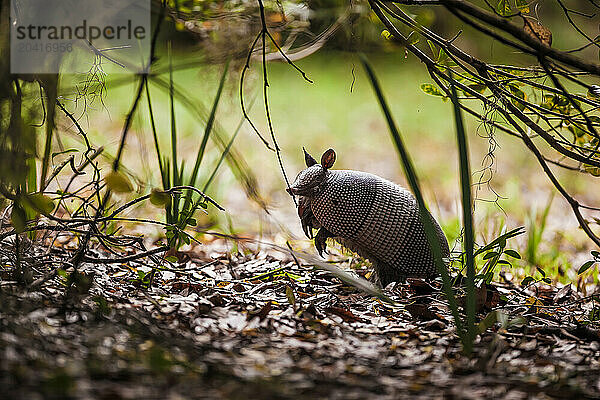 Nine-banded Armadillo Exploring on Big Talbot Island in Florida