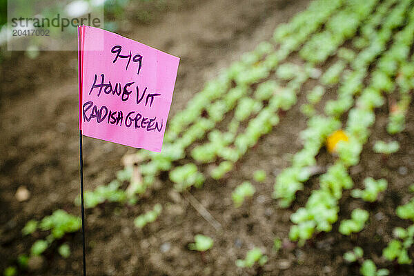 Pink flag and rows of seedlings.