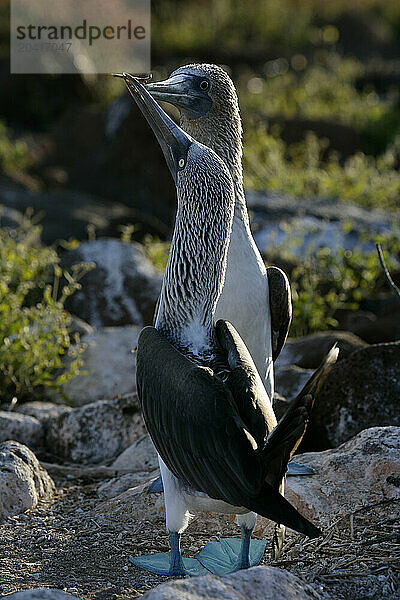 Blue-footed booby  Sula nebouxii  Seymour Island