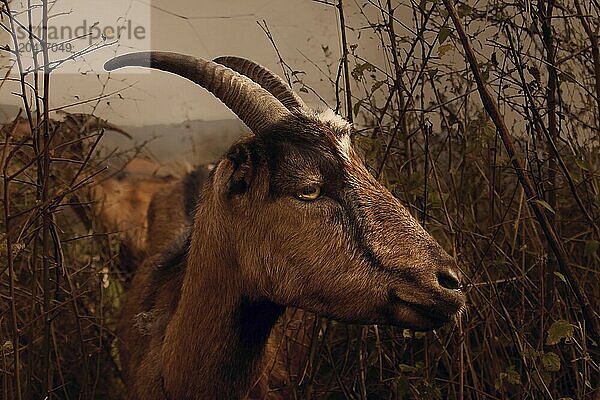 Alpine goats in the bush of southwestern Serbia