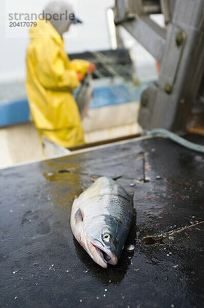 Sockeye salmon (Oncorhynchus nerka) on the deck of a fishing vessel  Bristol Bay  Alaska  USA