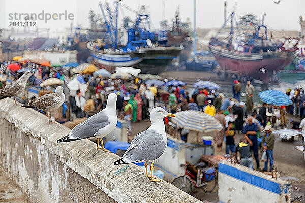 A View Across The Port Of Essaouira  Morocco  Africa