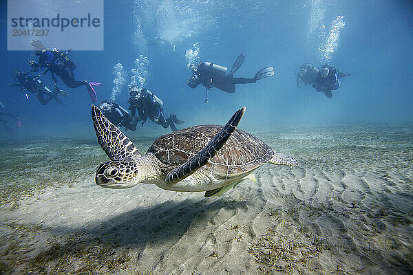 A Sea Turtle trying to escape a group of Scuba Divers at Abu Dabbab near Marsa Alam in Egypt