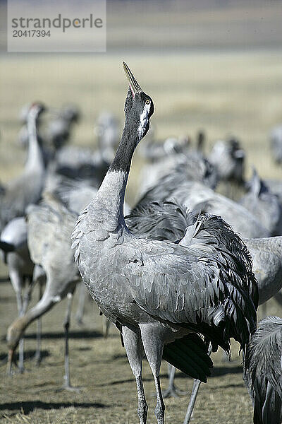 Common cranes at Gallocanta lagoon in autumn. Teruel  Aragon