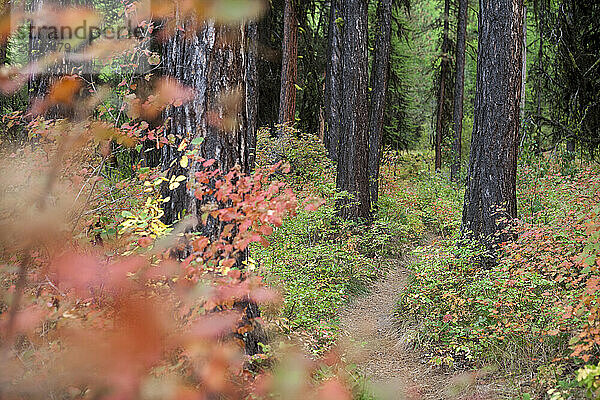 Trail in Rattlesnake Mountains  Missoula  Montana  USA