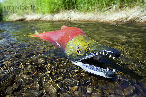 Spawning sockeye salmon  Lake Aleknagik  Alaska  USA