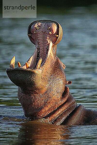 Hippo -Hippopotamus amphibius-Democratic Republic of Congo Garamba National Park Garamba river