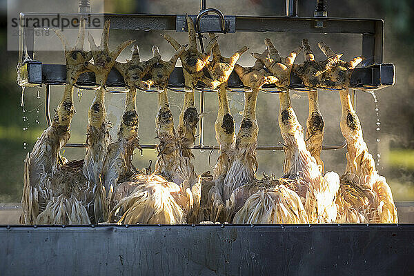 Dead chickens hanging outside slaughterhouse  Elk Hart Lake  Wisconsin  USA