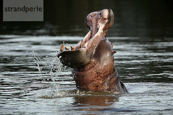 Hippo -Hippopotamus amphibius-Democratic Republic of Congo Garamba National Park Garamba river