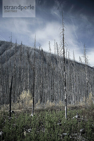 Regenerating forest after a fire